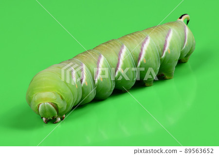 Green caterpillar Privet hawk moth (Sphinx ligustri) or moth butterfly (Sphingidae) on green. Green caterpillar Privet hawk moth (Sphinx ligustri) or moth butterfly (Sphingidae) on green. 89563652
