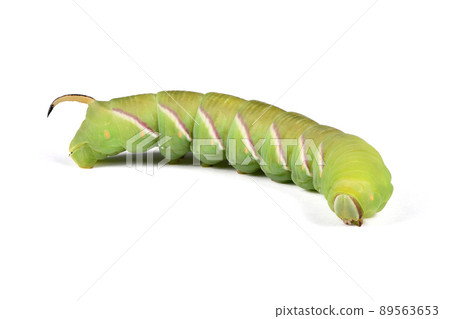 Green caterpillar Privet hawk moth (Sphinx ligustri) or moth butterfly (Sphingidae) on white. Green caterpillar Privet hawk moth (Sphinx ligustri) or moth butterfly (Sphingidae) on white. 89563653