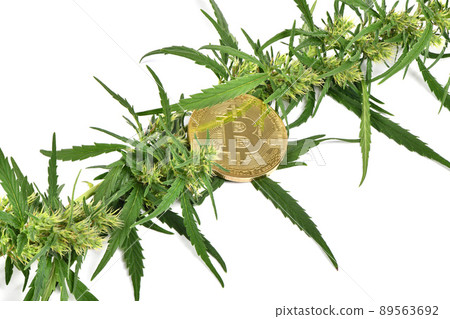 Green marijuana cannabis sprout with bitcoin on white background Green marijuana cannabis sprout with bitcoin on white background 89563692