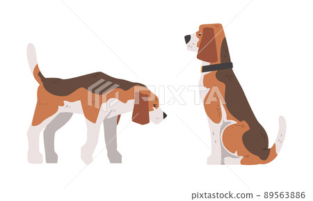Beagle Dog as Scent Hound Breed with Brown Marking and Large Long Ears Sitting and Standing Vector Set 89563886