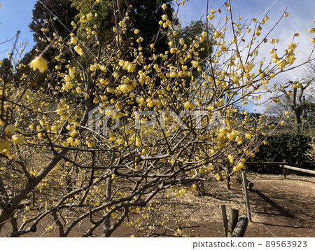 It is a Japanese allspice that bloomed in February. 89563923