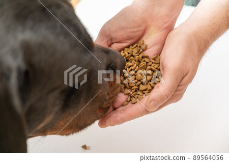 A large black dog sniffs pet food in the open palms of a man's hands. An adult male Rottweiler looks intently at the cat food in the owner's palms. 89564056