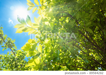 Beautiful fresh green under the blue sky, sunshine and light beam 89564282