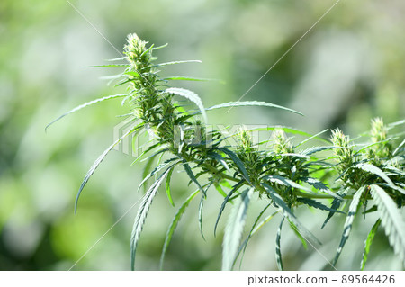 Cannabis/marijuana plants. Fresh cannabis plant. High resolution photo. 89564426