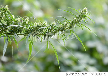 Cannabis/marijuana plants. Fresh cannabis plant. High resolution photo. Cannabis/marijuana plants. Fresh cannabis plant. High resolution photo. 89564434
