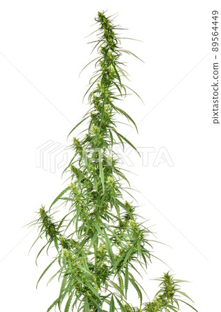 Green marijuana cannabis sprout on white background Green marijuana cannabis sprout on white background 89564449