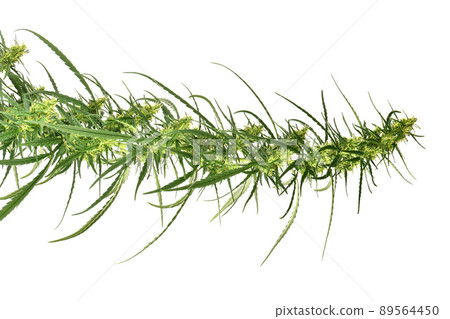 Green marijuana cannabis sprout on white background Green marijuana cannabis sprout on white background 89564450