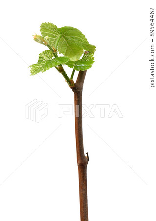 Young shoots of grapes on white. Side view. Young shoots of grapes on white. Side view. 89564462