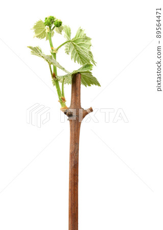 Young shoots of grapes on white. Side view. Young shoots of grapes on white. Side view. 89564471