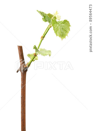 Young shoots of grapes on white. Side view. Young shoots of grapes on white. Side view. 89564473