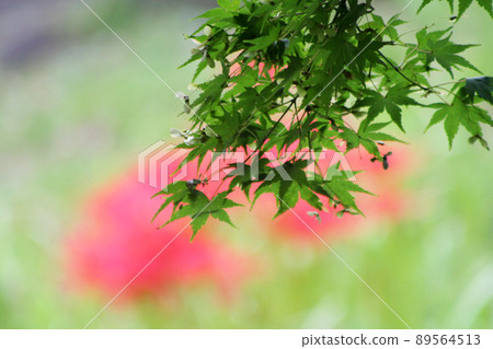 Blue maple Blue maple 89564513