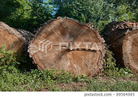 Logs of huge trees Logs of huge trees 89564985