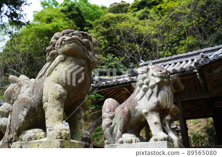 神社的狗 89565080