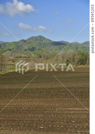 Photographing the scenery of a beet field just finished transplanting seedlings in Assabu-cho, Hokkaido in the spring Photographing the scenery of a beet field just finished transplanting seedlings in Assabu-cho, Hokkaido in the spring 89565203