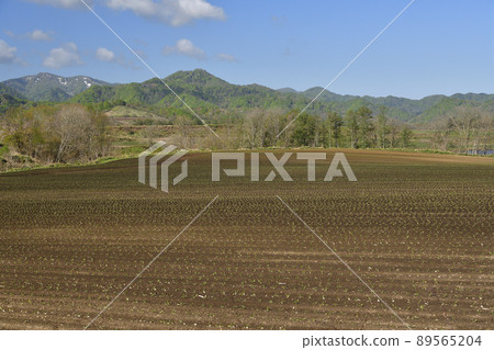 拍攝北海道淺草町春天剛完成移栽的甜菜田的景色 89565204