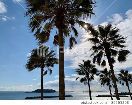 A row of palm trees at Miyazaki Beach [Kira Waikiki Beach / Kira Town, Nishio City, Aichi Prefecture] 89565208