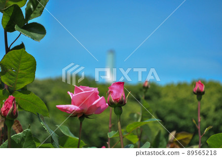 世田谷區 Kinutakoen 玫瑰園 世田谷區 Kinutakoen 玫瑰園 89565218