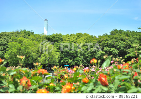 世田谷區 Kinutakoen 玫瑰園 89565221