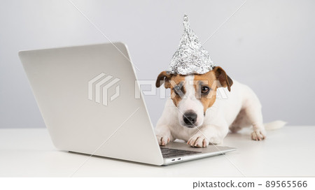 Jack Russell Terrier dog in a foil hat works at a laptop. Jack Russell Terrier dog in a foil hat works at a laptop. 89565566