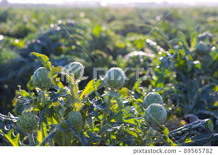 Artichokes flower on farm field 89565782