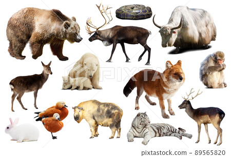 asia animals isolated asia animals isolated 89565820