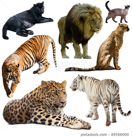 Set of wild mammals animals from cat family isolated 89566000