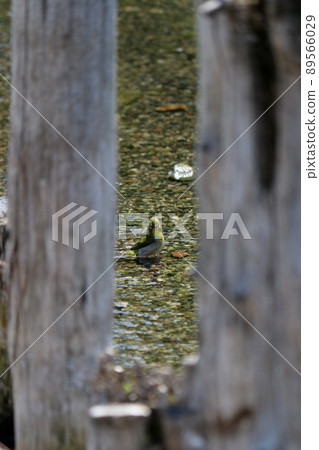 Bathing white-eye Bathing white-eye 89566029