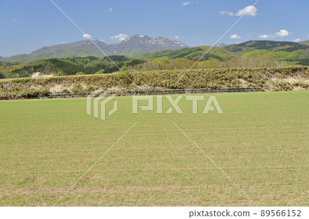 Photographing the scenery of a spring-sown wheat field that has just sprouted in Assabu-cho, Hokkaido in spring Photographing the scenery of a spring-sown wheat field that has just sprouted in Assabu-cho, Hokkaido in spring 89566152