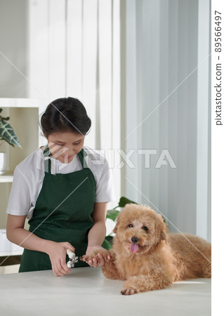 Groomer Trimming Nails of Dog Groomer Trimming Nails of Dog 89566497