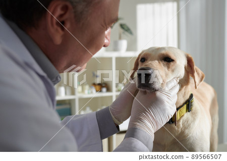Veterinarian Examining Eyes of Dog 89566507