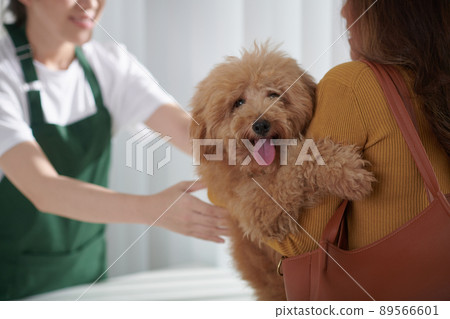 Adorable Small Dog Adorable Small Dog 89566601