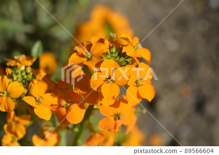 Siberian Wallflower 89566604