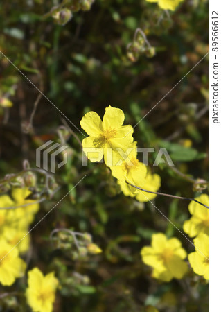 Common rockrose 89566612