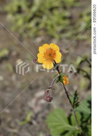 Avens Carlskaer Avens Carlskaer 89566620