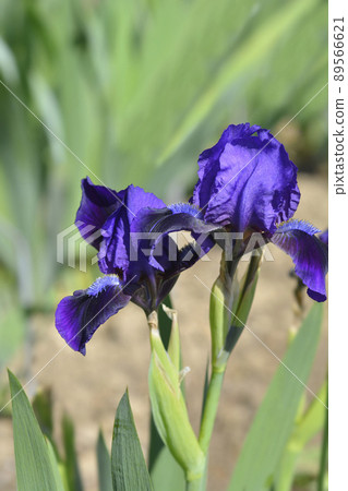 Standard dwarf iris Brannigan Standard dwarf iris Brannigan 89566621