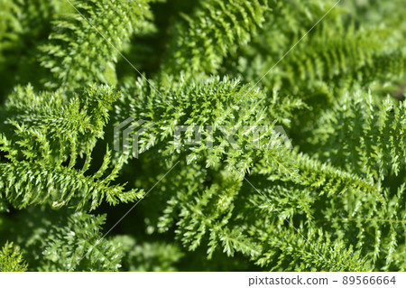 Fern-leaf dropwort 89566664