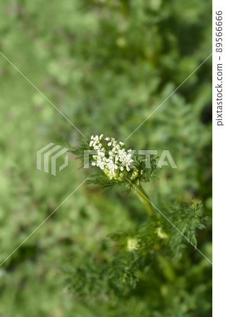 Cumin flowers Cumin flowers 89566666