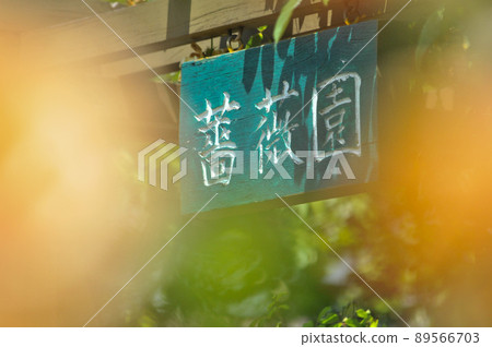 世田谷區瀨田市瀨田花卉樂園的玫瑰園和津井鴨 世田谷區瀨田市瀨田花卉樂園的玫瑰園和津井鴨 89566703