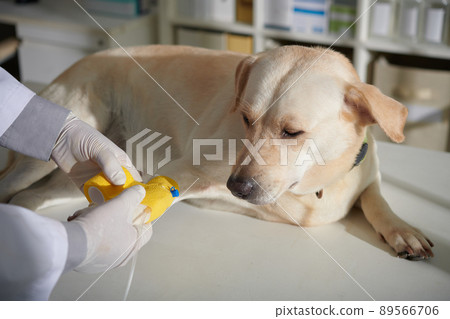 Doctor Fixing Intravenous Catheter on Paw 89566706