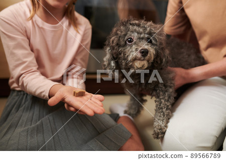 Owner giving Treat to Dog Owner giving Treat to Dog 89566789