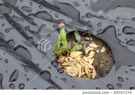 Germination of spinach 89567254