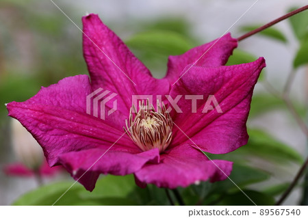 Magenta clematis Magenta clematis 89567540