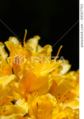 Yellow lotus flower azalea (Kirenge azalea) Yellow lotus flower azalea (Kirenge azalea) 89567703