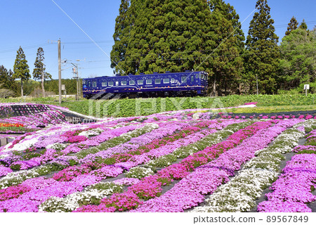 Photographed the scenery of a regular train of the South Hokkaido Railway passing by the park of Shibazakura in Kikonai-cho, Hokkaido in spring 89567849