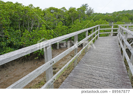 Shimajiri Mangrove Forest Miyakojima Okinawa Prefecture Shimajiri Mangrove Forest Miyakojima Okinawa Prefecture 89567877