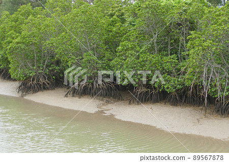 Shimajiri Mangrove Forest Miyakojima Okinawa Prefecture Shimajiri Mangrove Forest Miyakojima Okinawa Prefecture 89567878