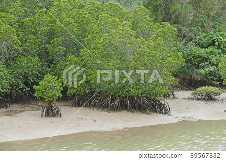 Shimajiri Mangrove Forest Miyakojima Okinawa Prefecture Shimajiri Mangrove Forest Miyakojima Okinawa Prefecture 89567882
