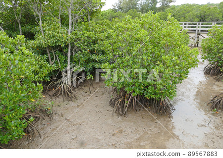 Shimajiri Mangrove Forest Miyakojima Okinawa Prefecture 89567883