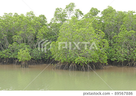 Shimajiri Mangrove Forest Miyakojima Okinawa Prefecture Shimajiri Mangrove Forest Miyakojima Okinawa Prefecture 89567886