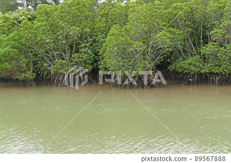 Shimajiri Mangrove Forest Miyakojima Okinawa Prefecture 89567888